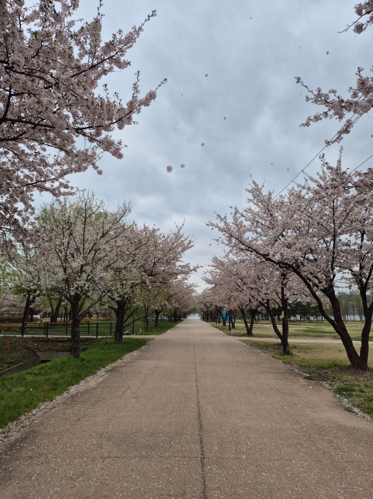 Cherry blossoms along the Han River in Seoul